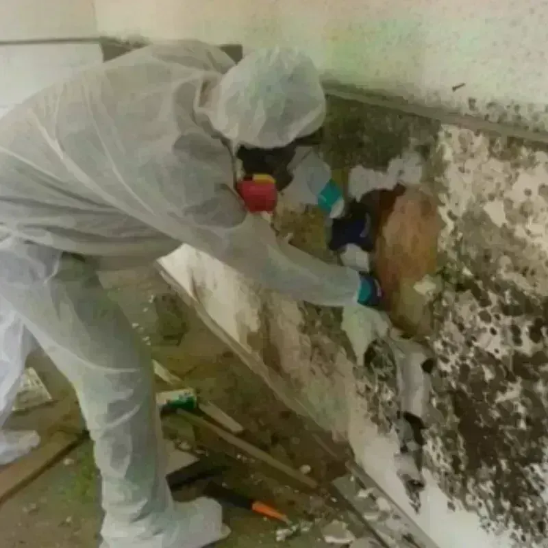 Mold Remediation and Removal in Hillsboro, TX